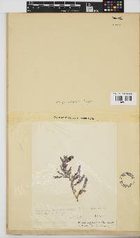 Dasya scoparia image