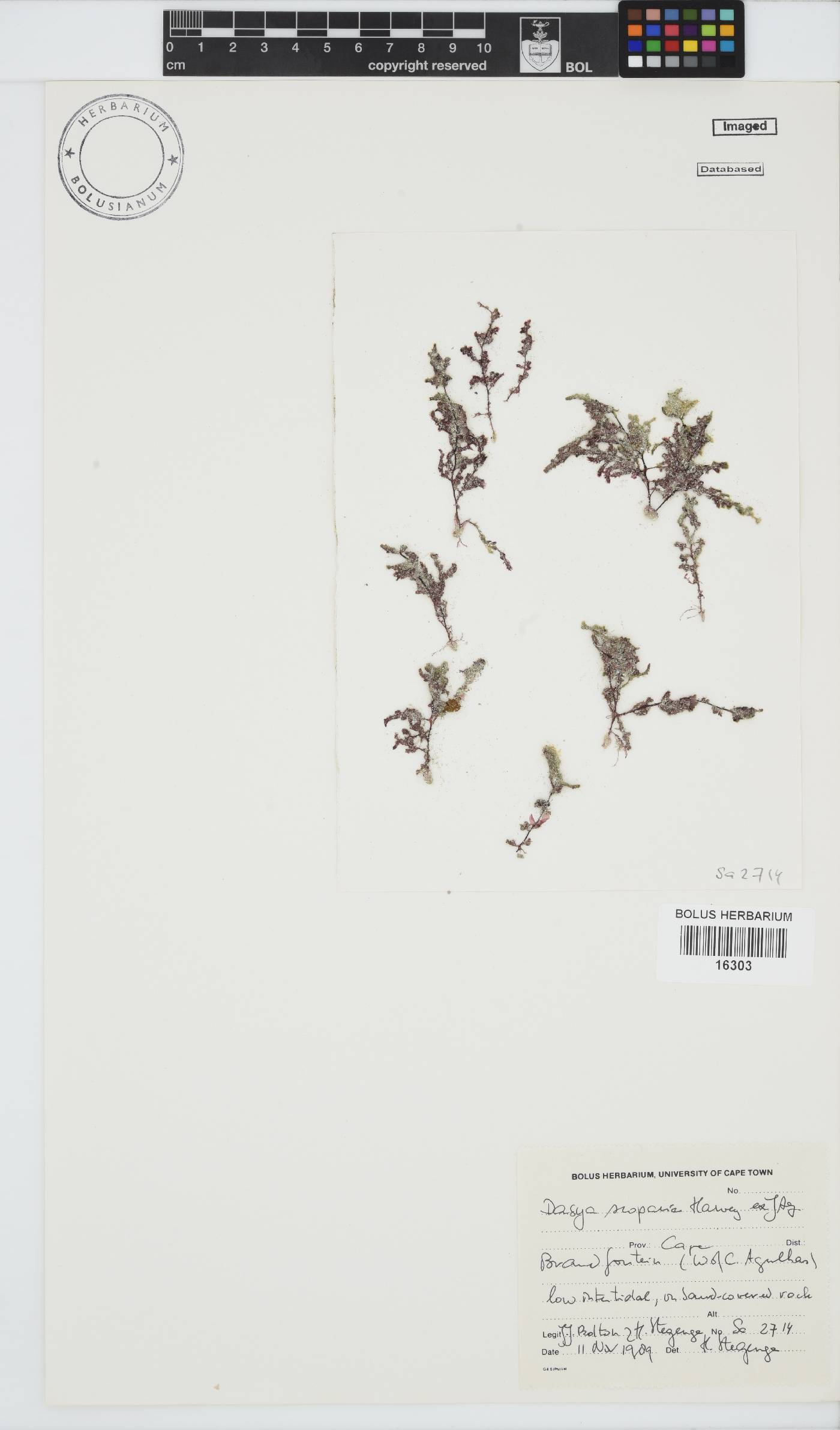 Dasya scoparia image
