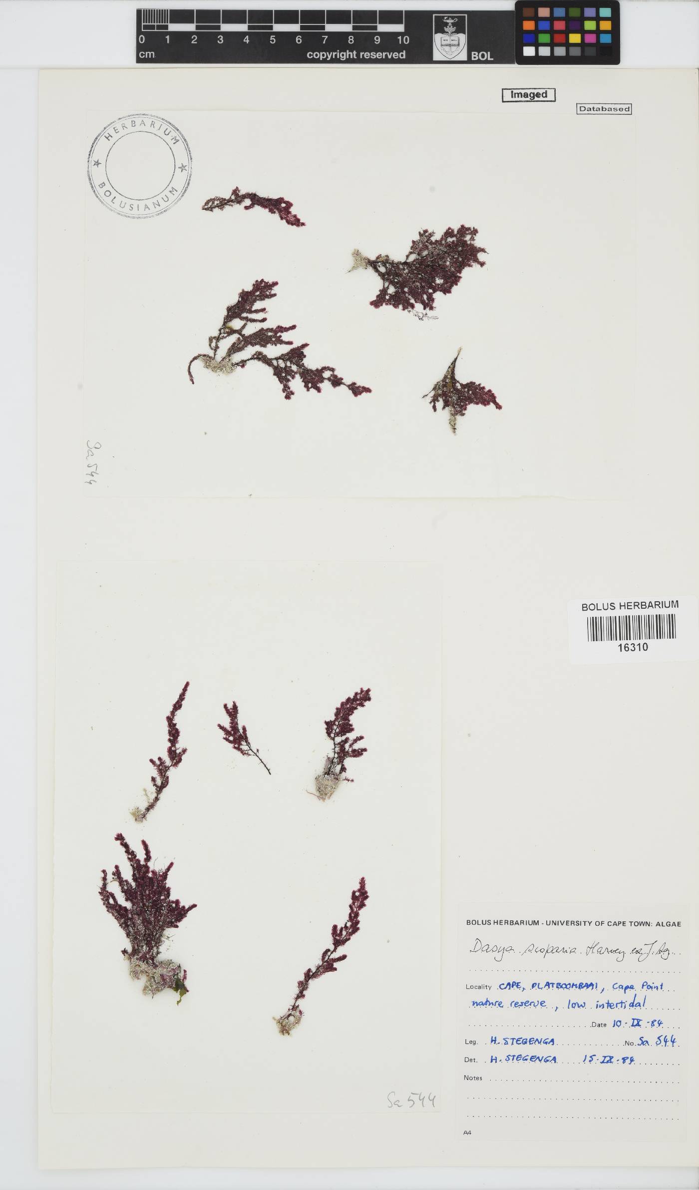 Dasya scoparia image