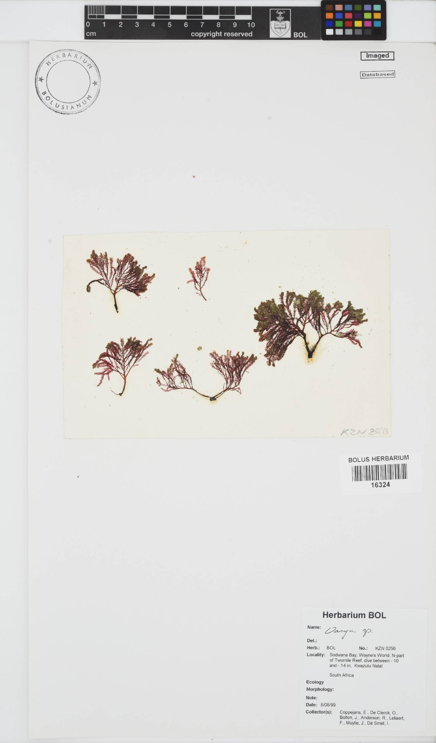 Delesseriaceae image