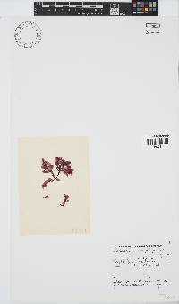Paraglossum papenfussii image