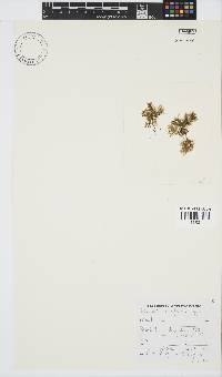Paraglossum papenfussii image