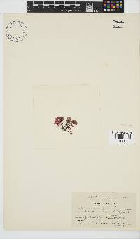 Paraglossum papenfussii image