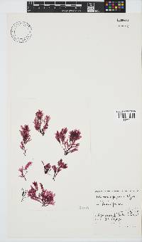 Paraglossum papenfussii image