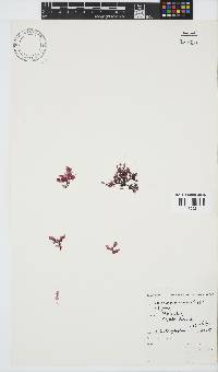 Paraglossum papenfussii image