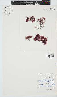 Paraglossum papenfussii image