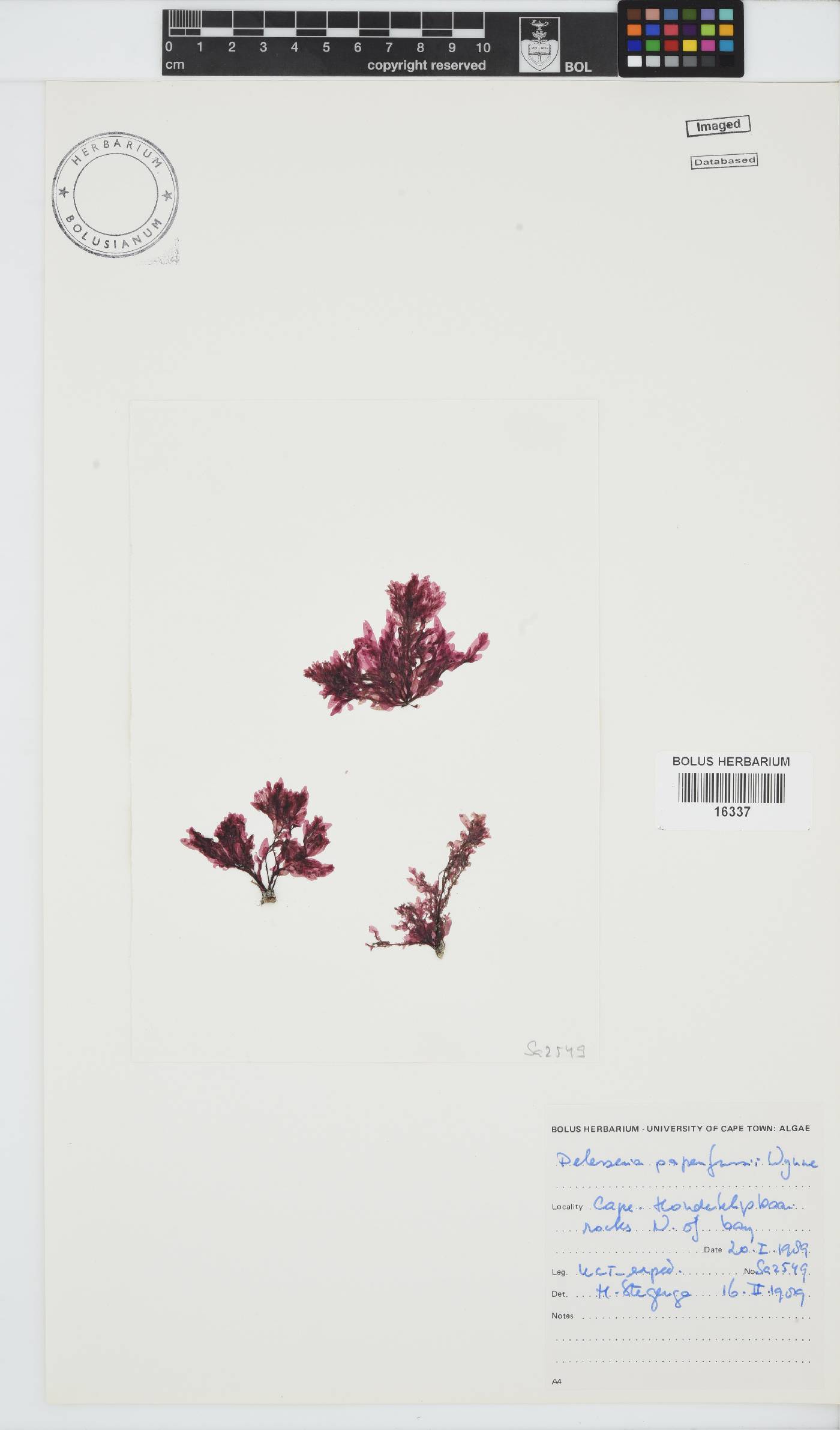 Paraglossum papenfussii image
