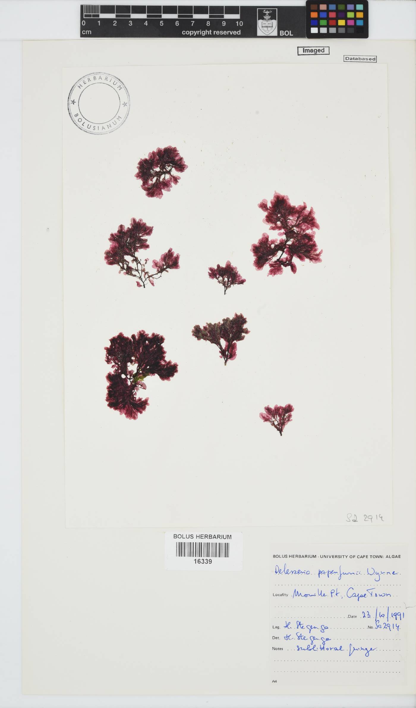 Paraglossum papenfussii image