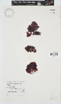 Paraglossum papenfussii image