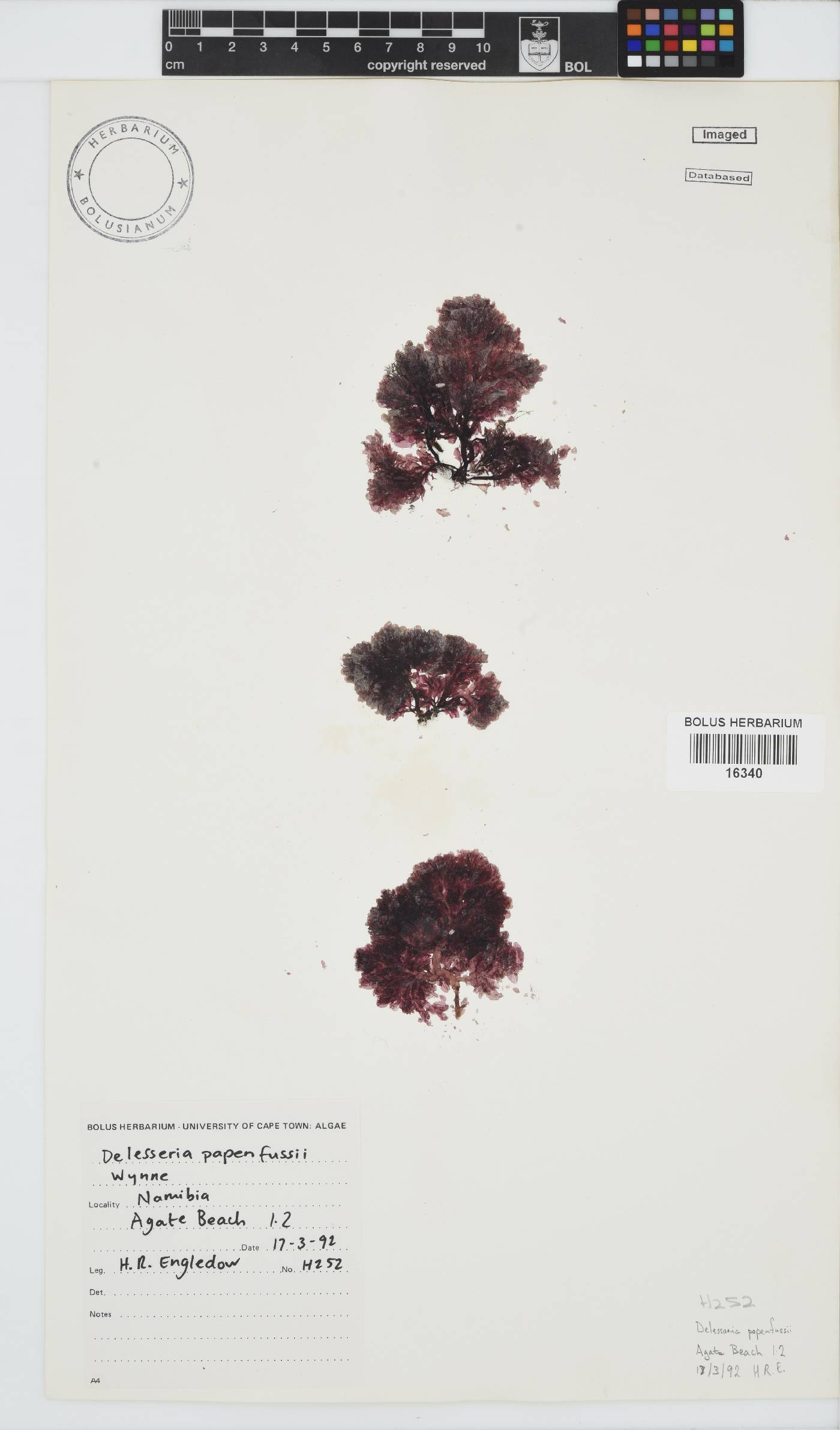 Paraglossum papenfussii image