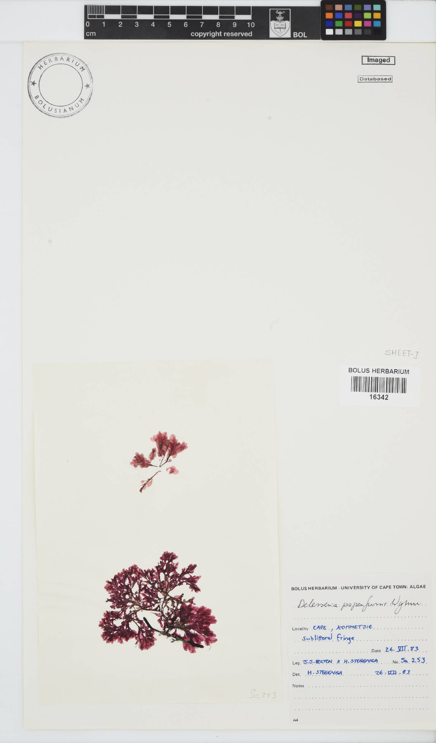 Paraglossum papenfussii image