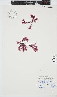 Paraglossum papenfussii image
