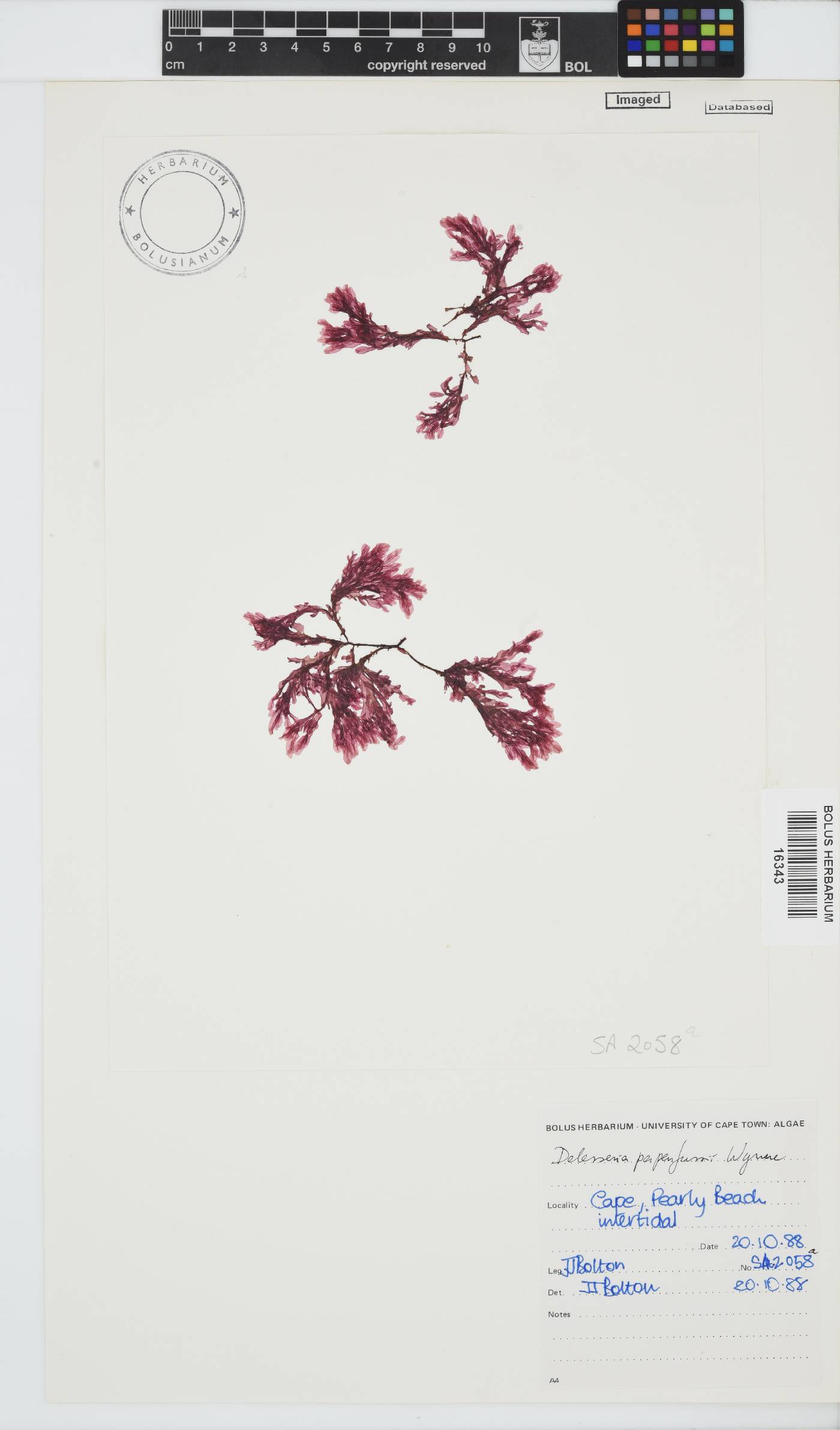 Paraglossum papenfussii image