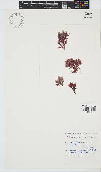 Paraglossum papenfussii image