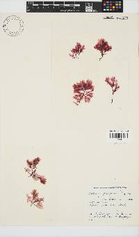 Paraglossum papenfussii image