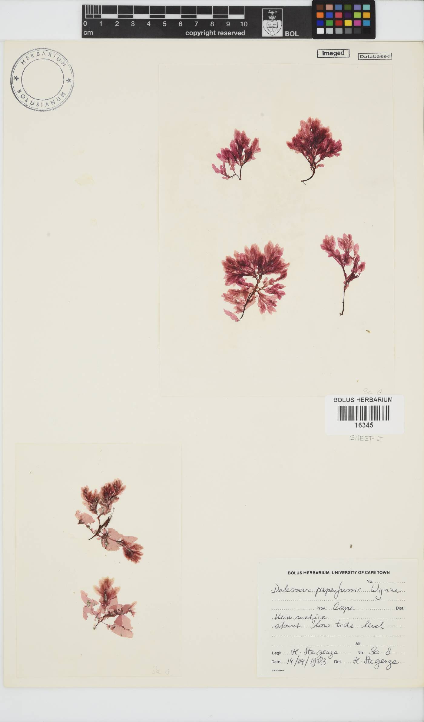 Paraglossum papenfussii image