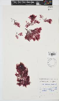 Paraglossum papenfussii image