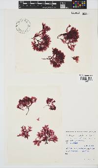 Paraglossum papenfussii image
