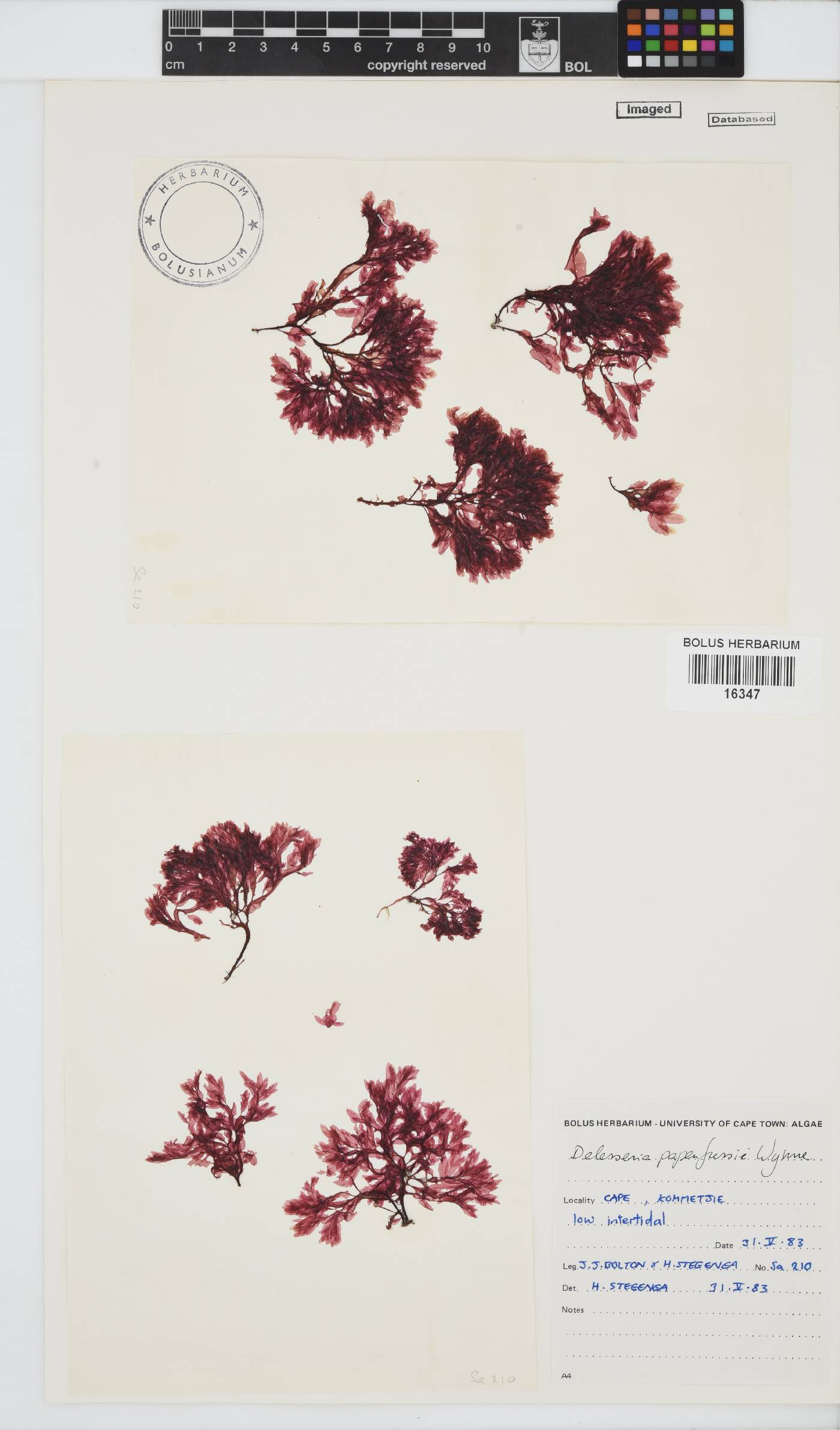 Paraglossum image