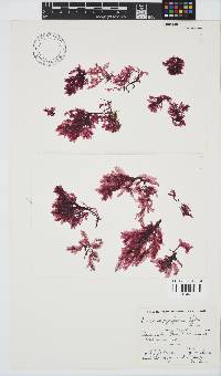 Paraglossum papenfussii image