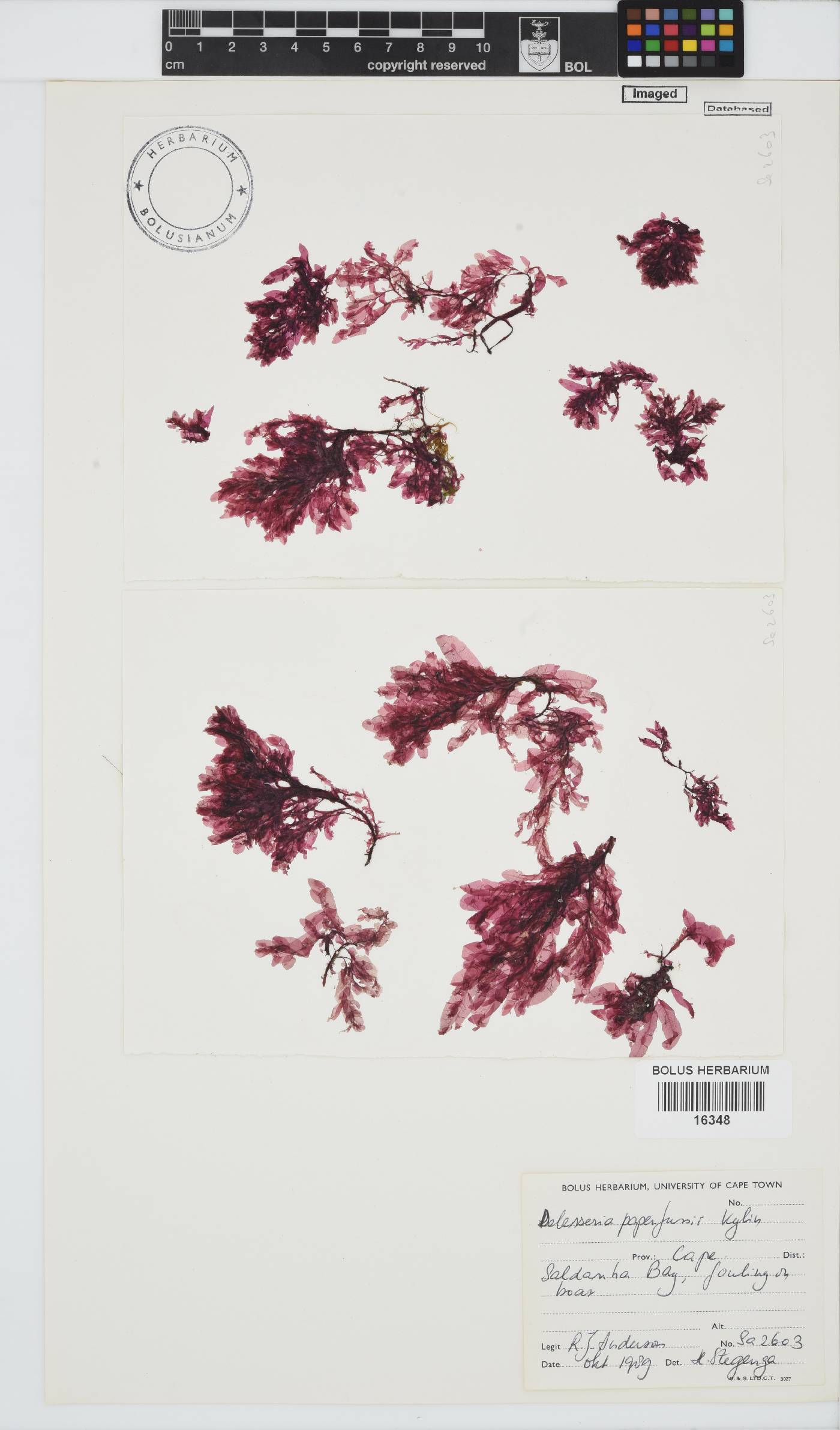 Paraglossum papenfussii image