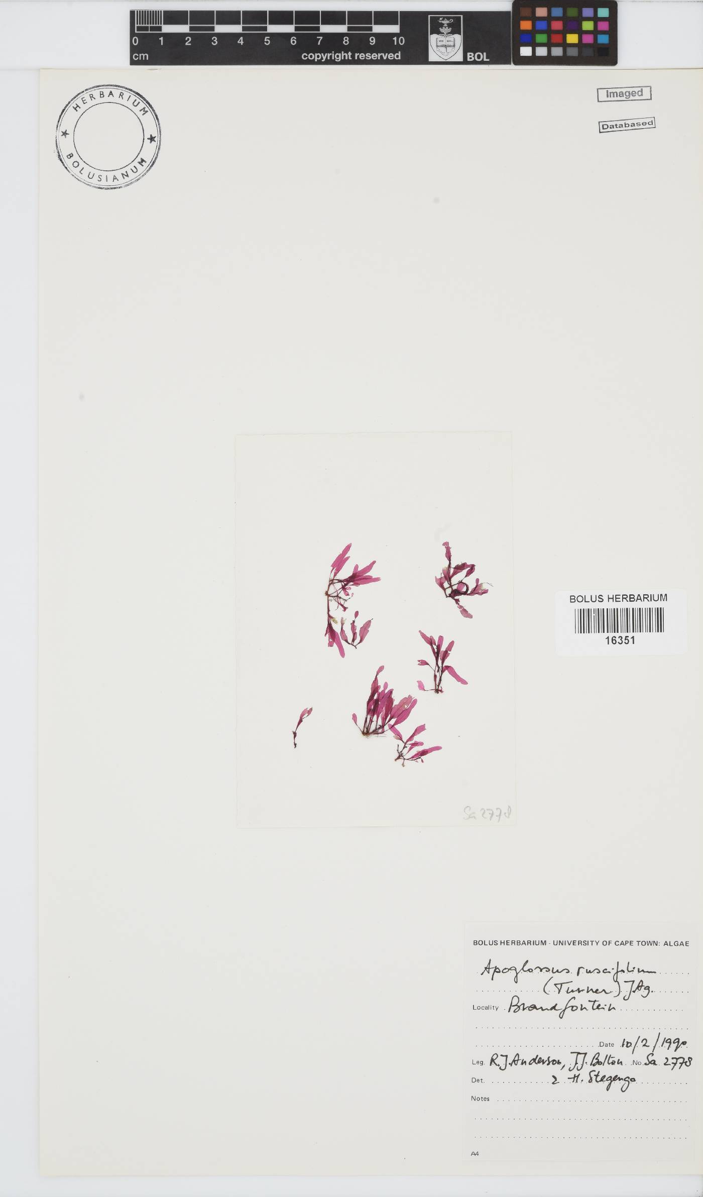 Apoglossum image