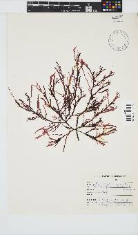 Image of Delisea flaccida