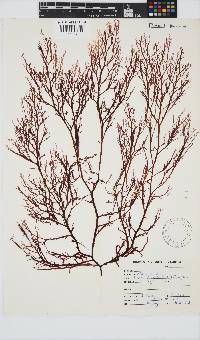 Delisea flaccida image