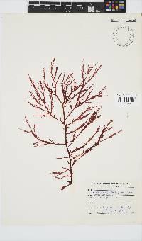 Delisea flaccida image