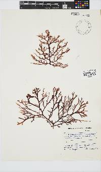 Delisea flaccida image