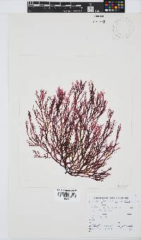 Delisea flaccida image