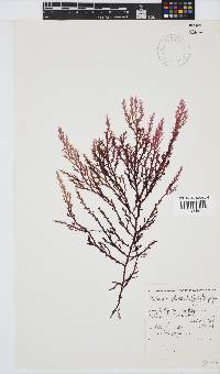 Delisea flaccida image