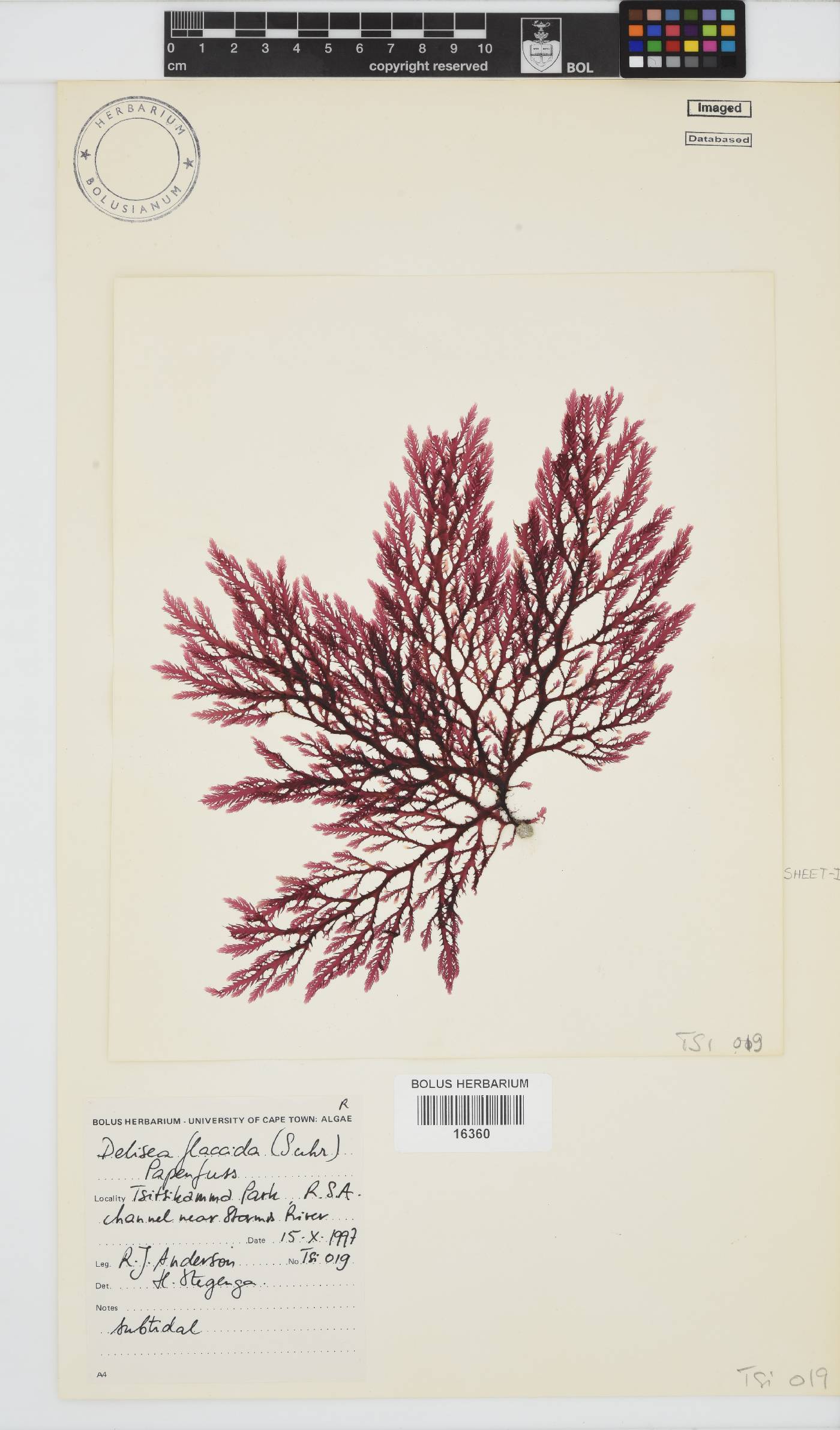 Bonnemaisoniaceae image