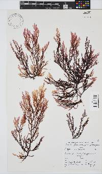 Delisea flaccida image