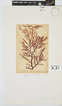 Delisea flaccida image