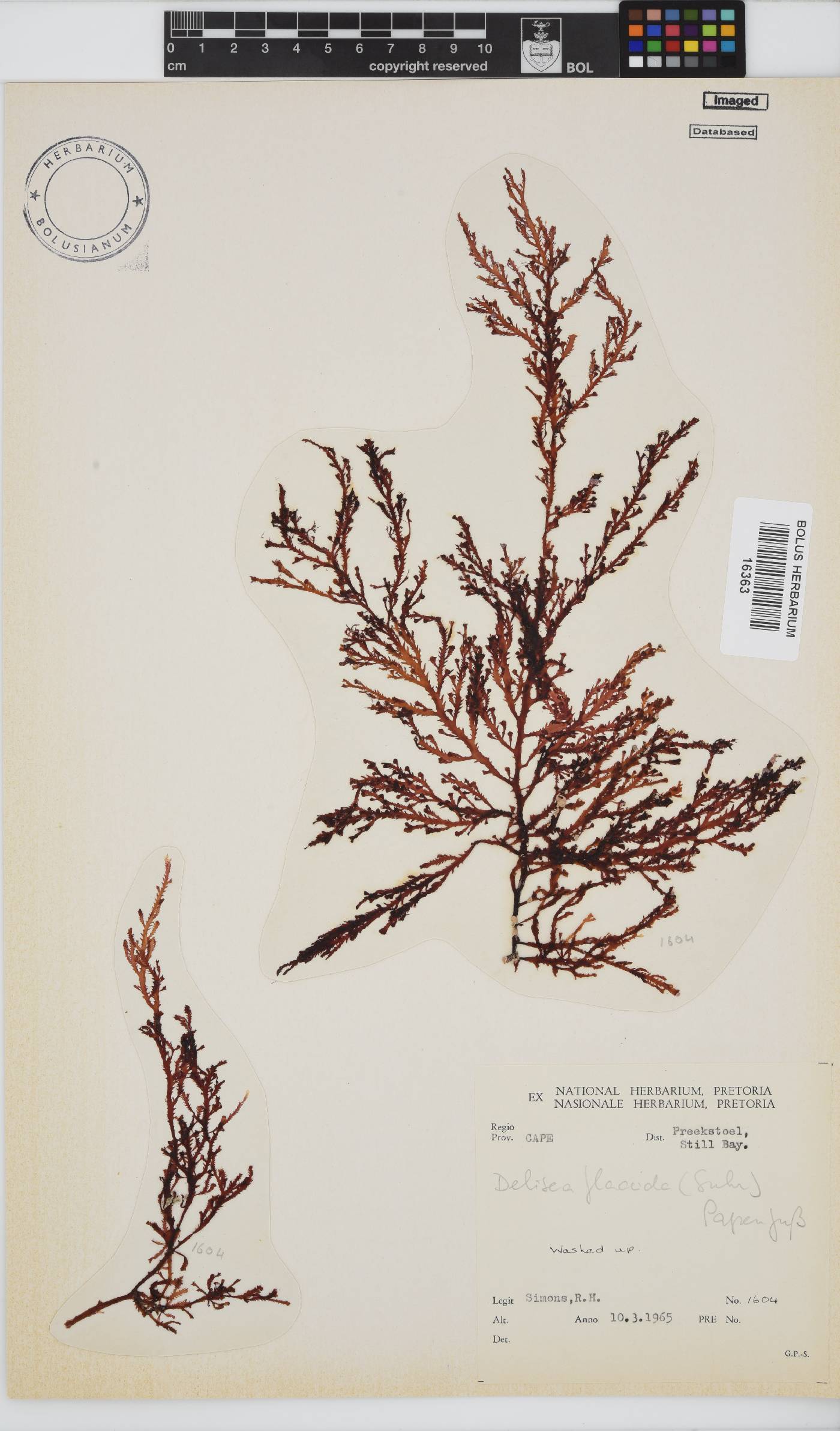 Delisea flaccida image