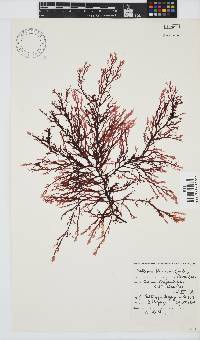 Delisea flaccida image