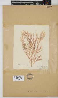 Delisea flaccida image