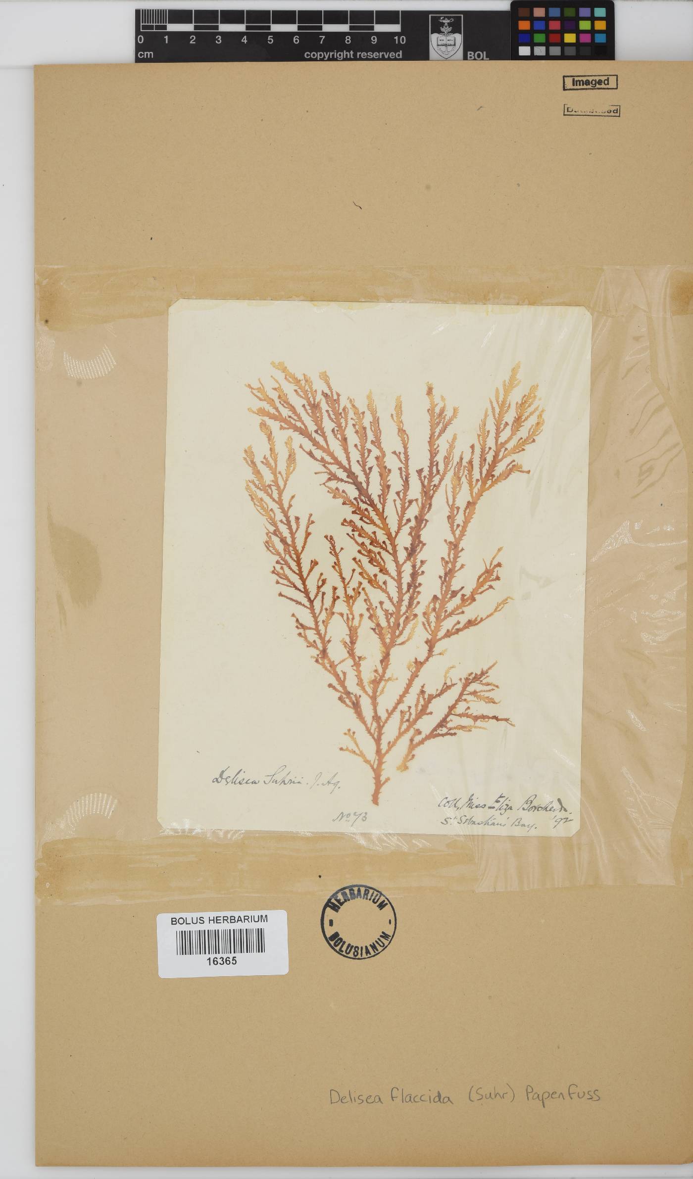 Delisea flaccida image