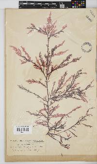 Delisea flaccida image