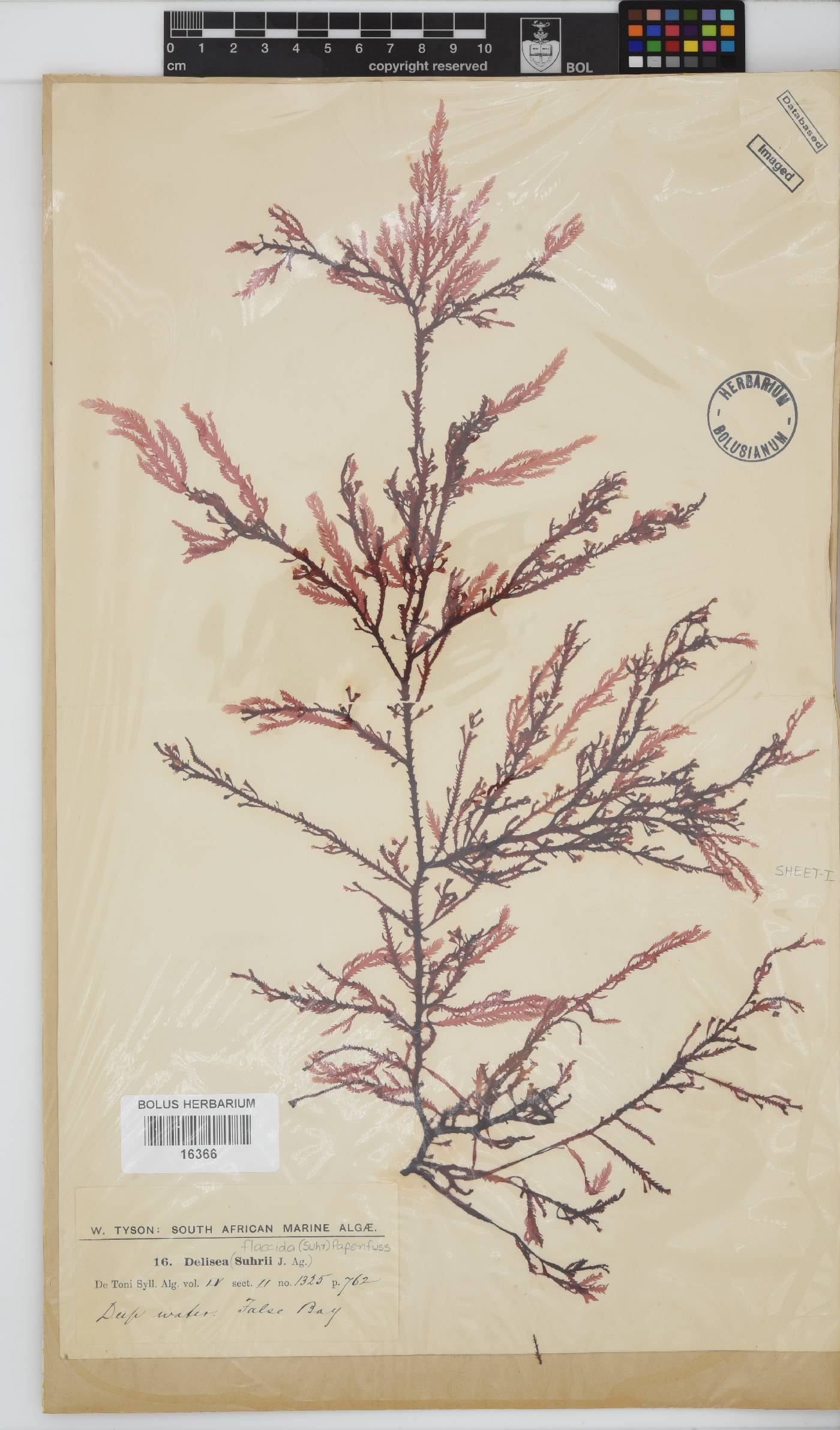 Bonnemaisoniaceae image