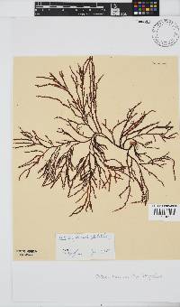 Delisea flaccida image