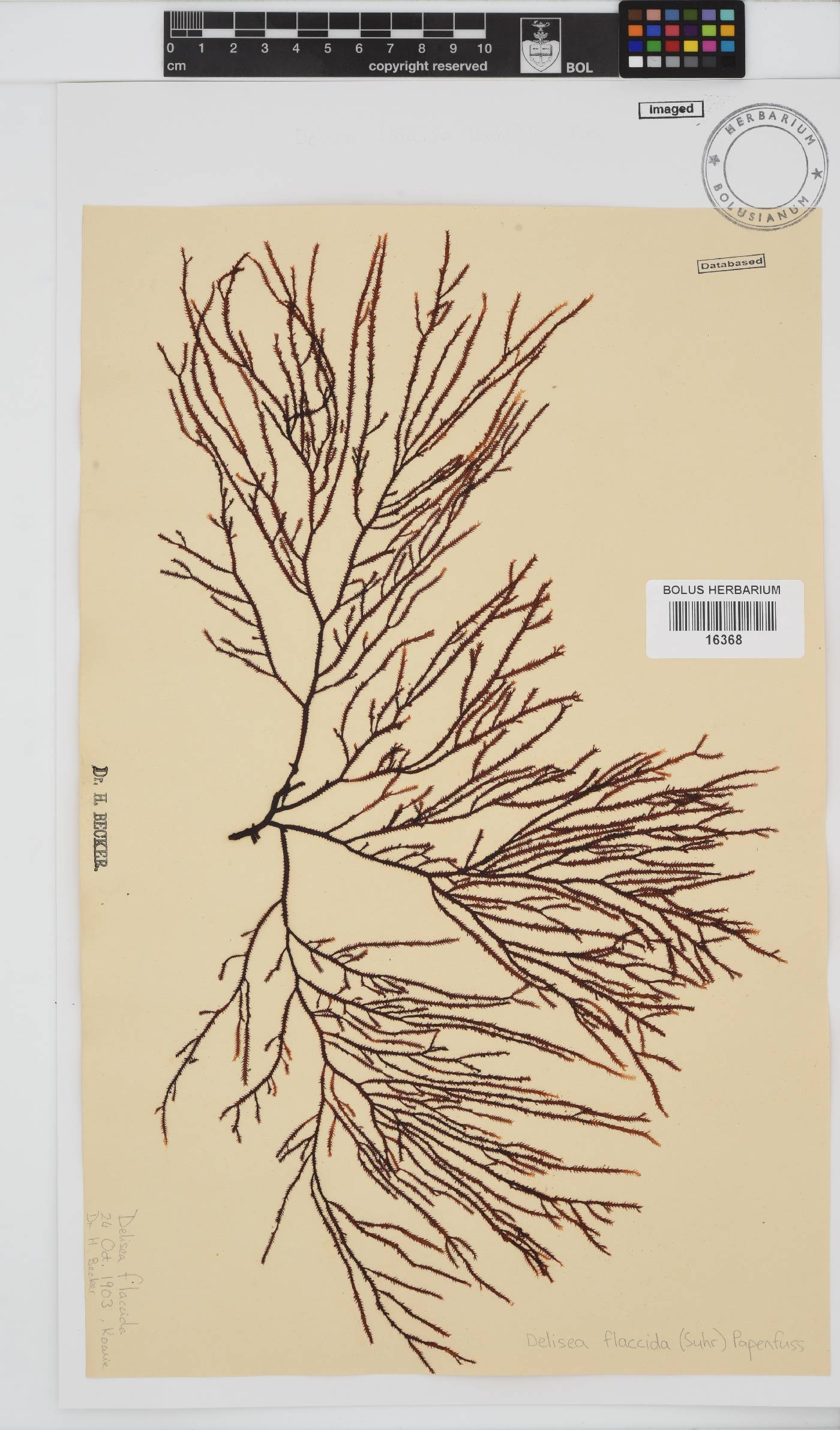 Delisea flaccida image