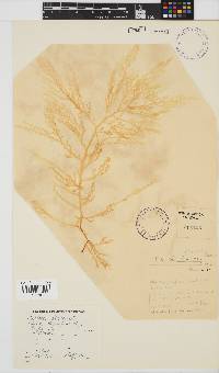 Delisea flaccida image