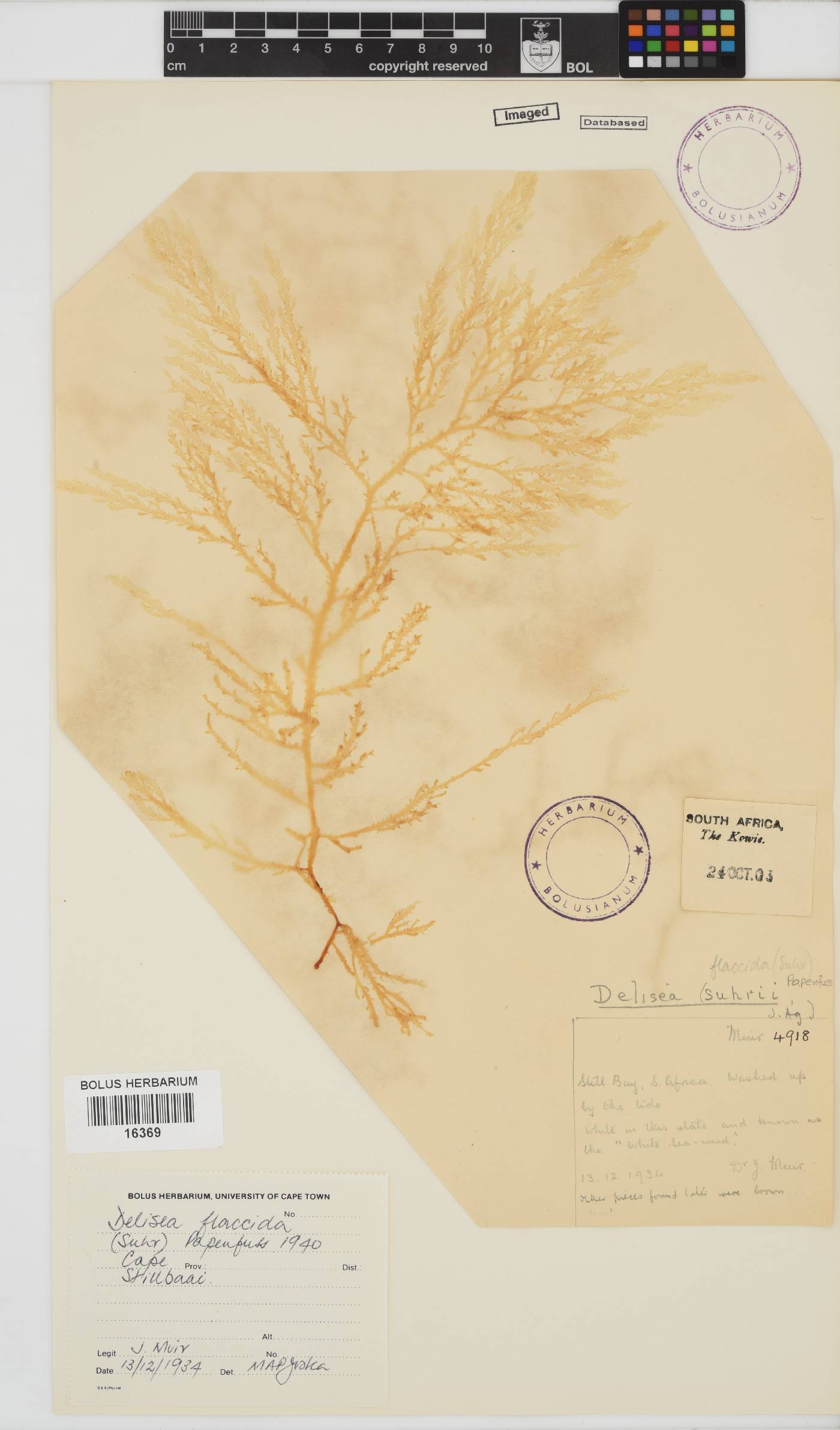 Delisea image