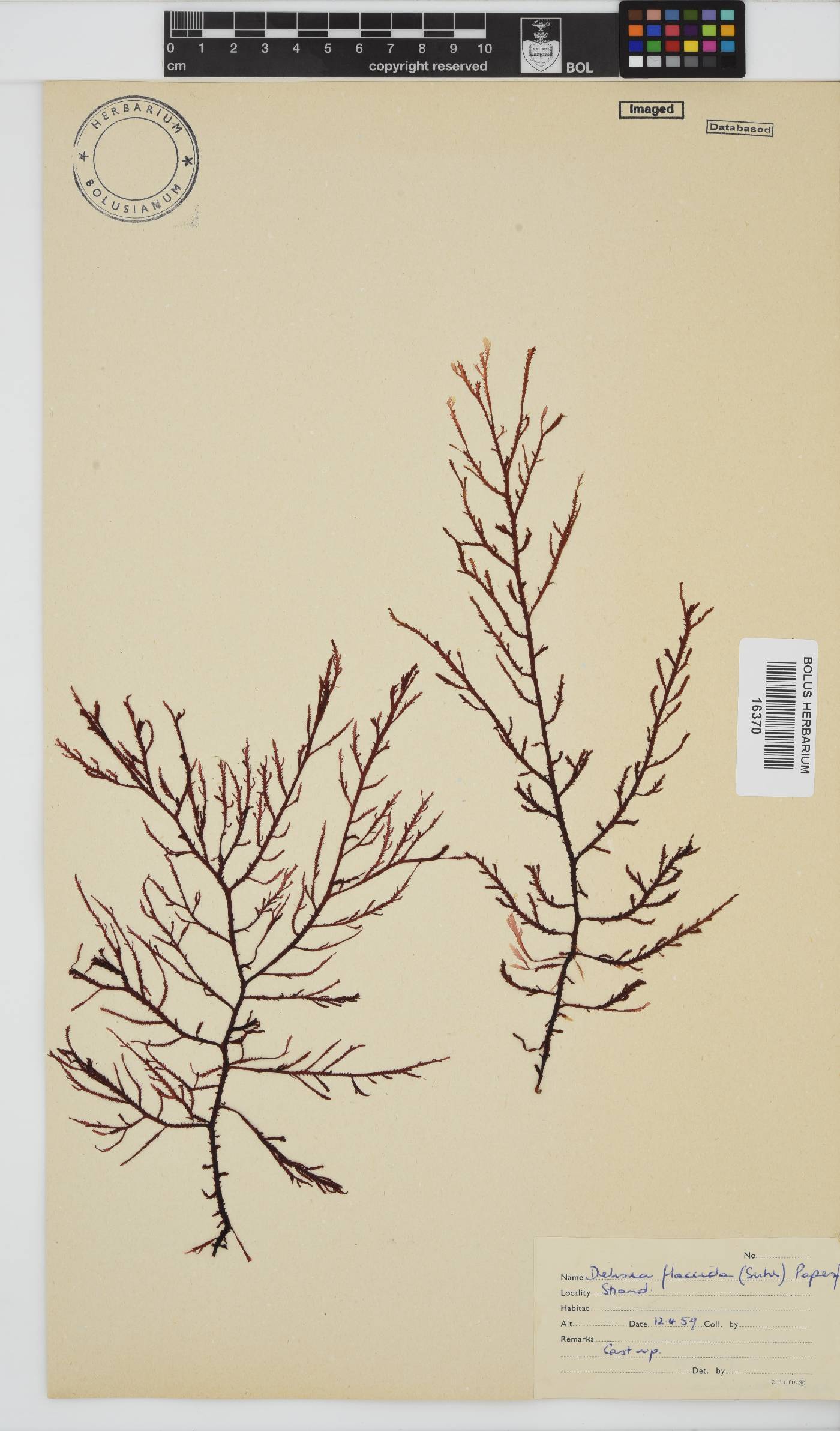 Delisea flaccida image
