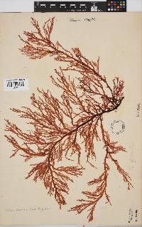 Delisea flaccida image