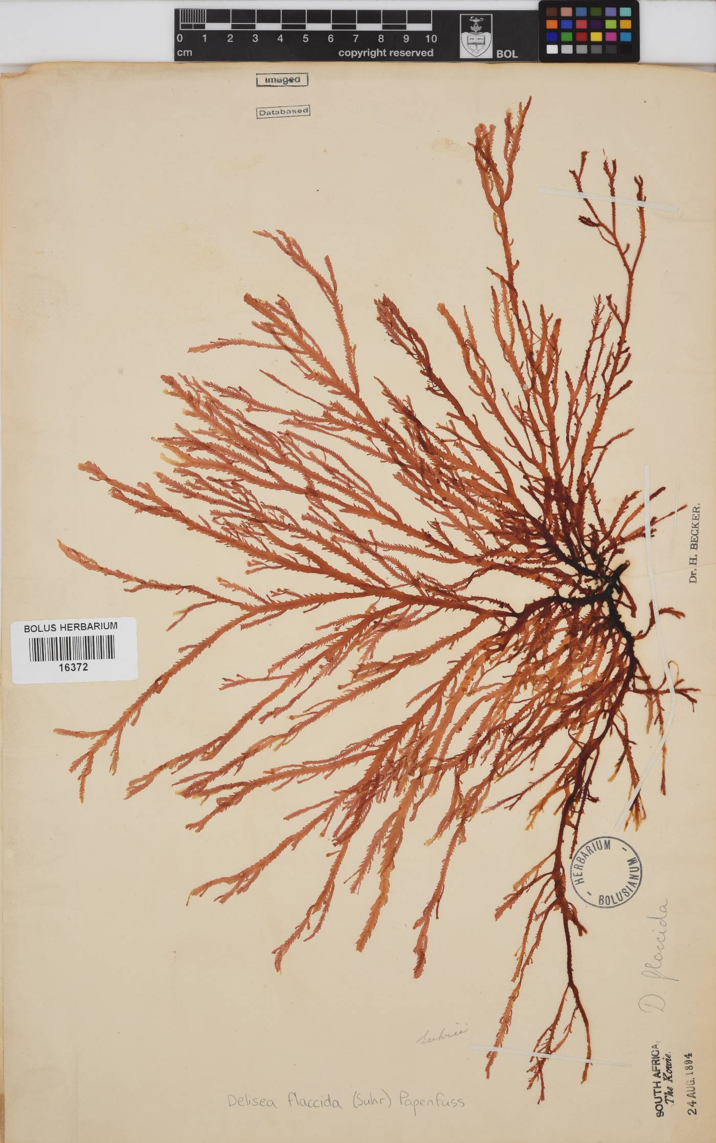 Delisea flaccida image