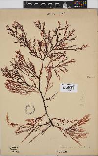 Delisea flaccida image