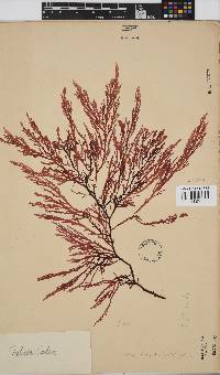 Delisea flaccida image